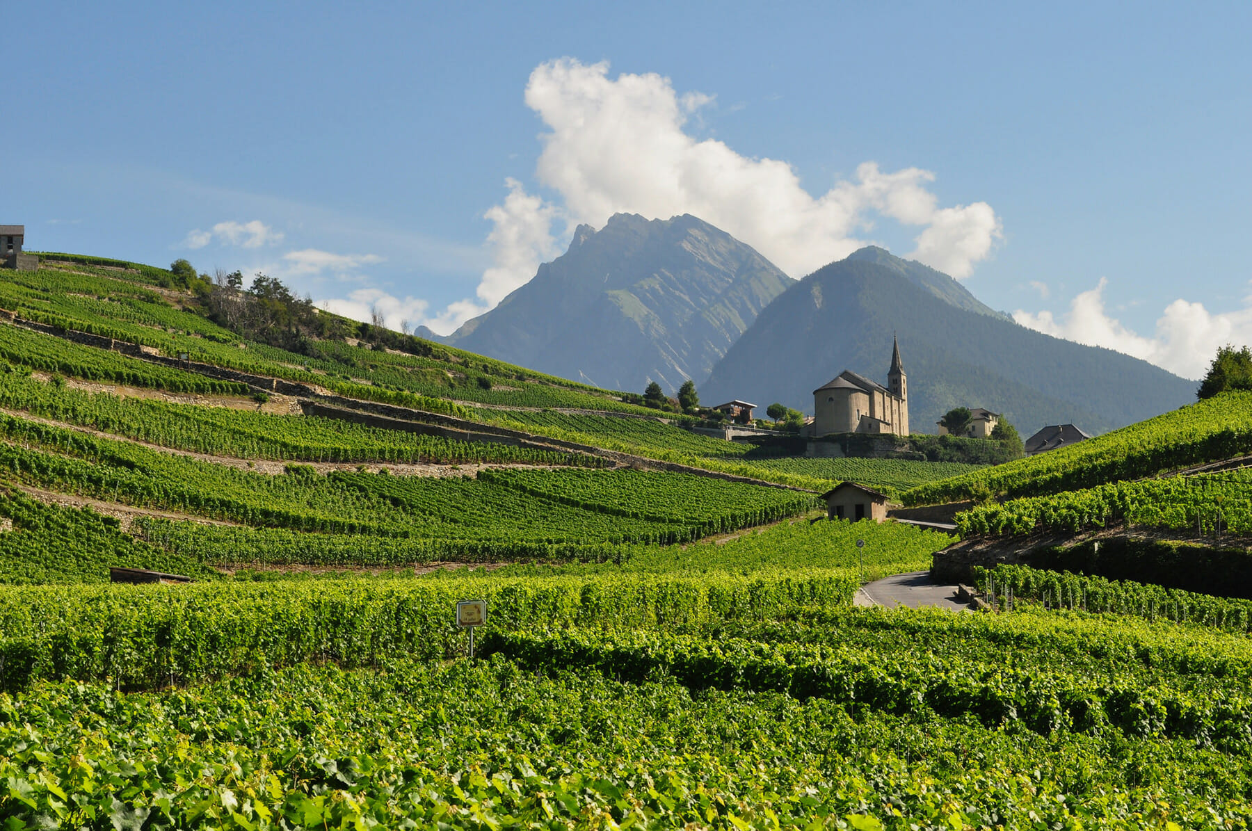 vignoble de savoie